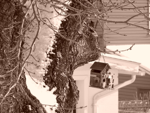 This lovely little structure is the birdhouse hanging in the tree in my backyard.