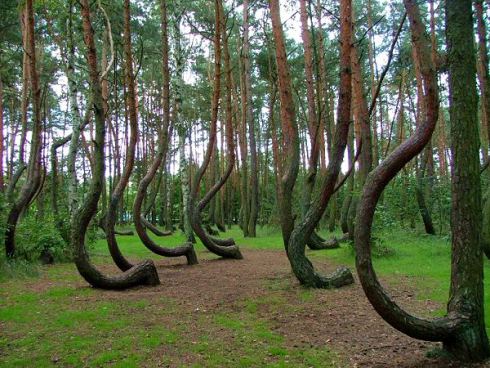 crookedforestgryfinopoland2