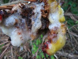 low-res-grapevine-gore