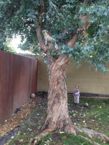 tree-climbing-poppy